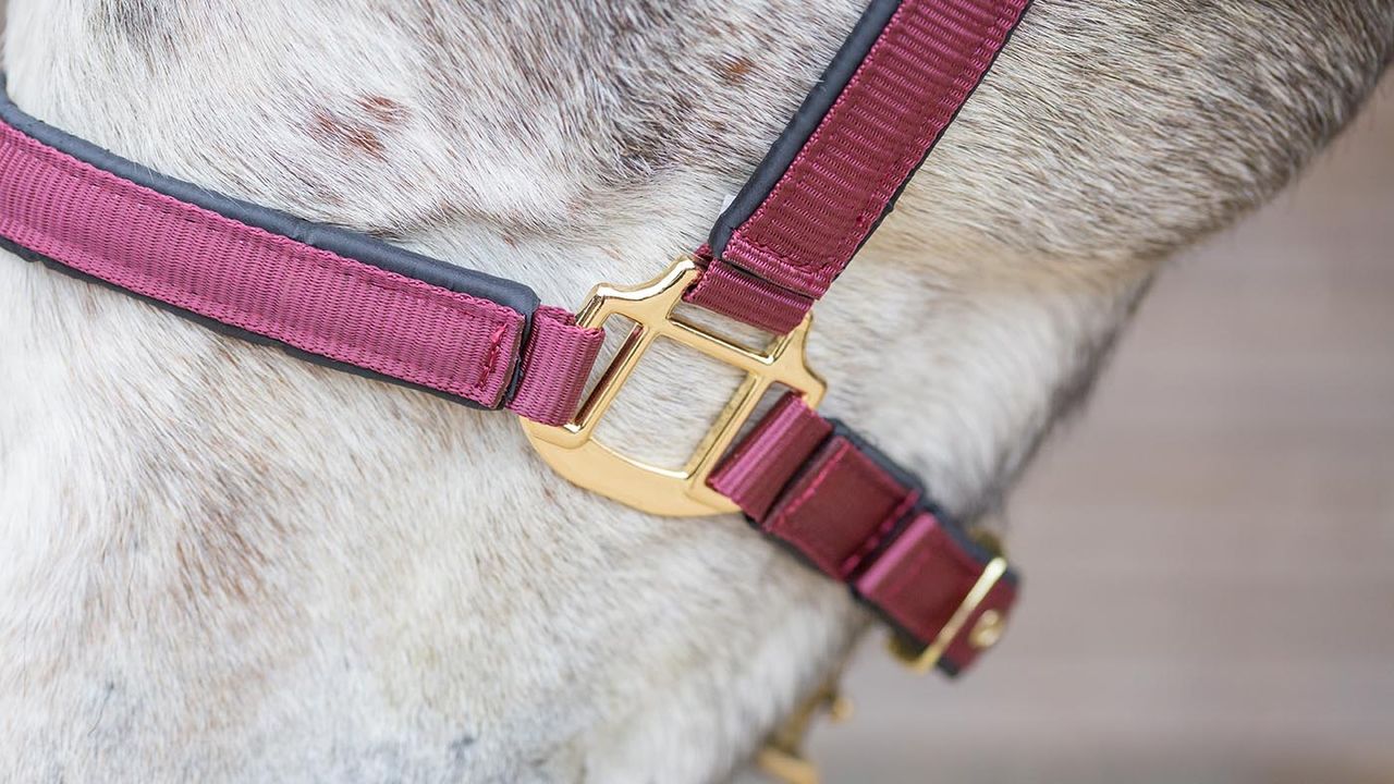 Schneiders Dura-Tech deluxe breakaway headcollar review