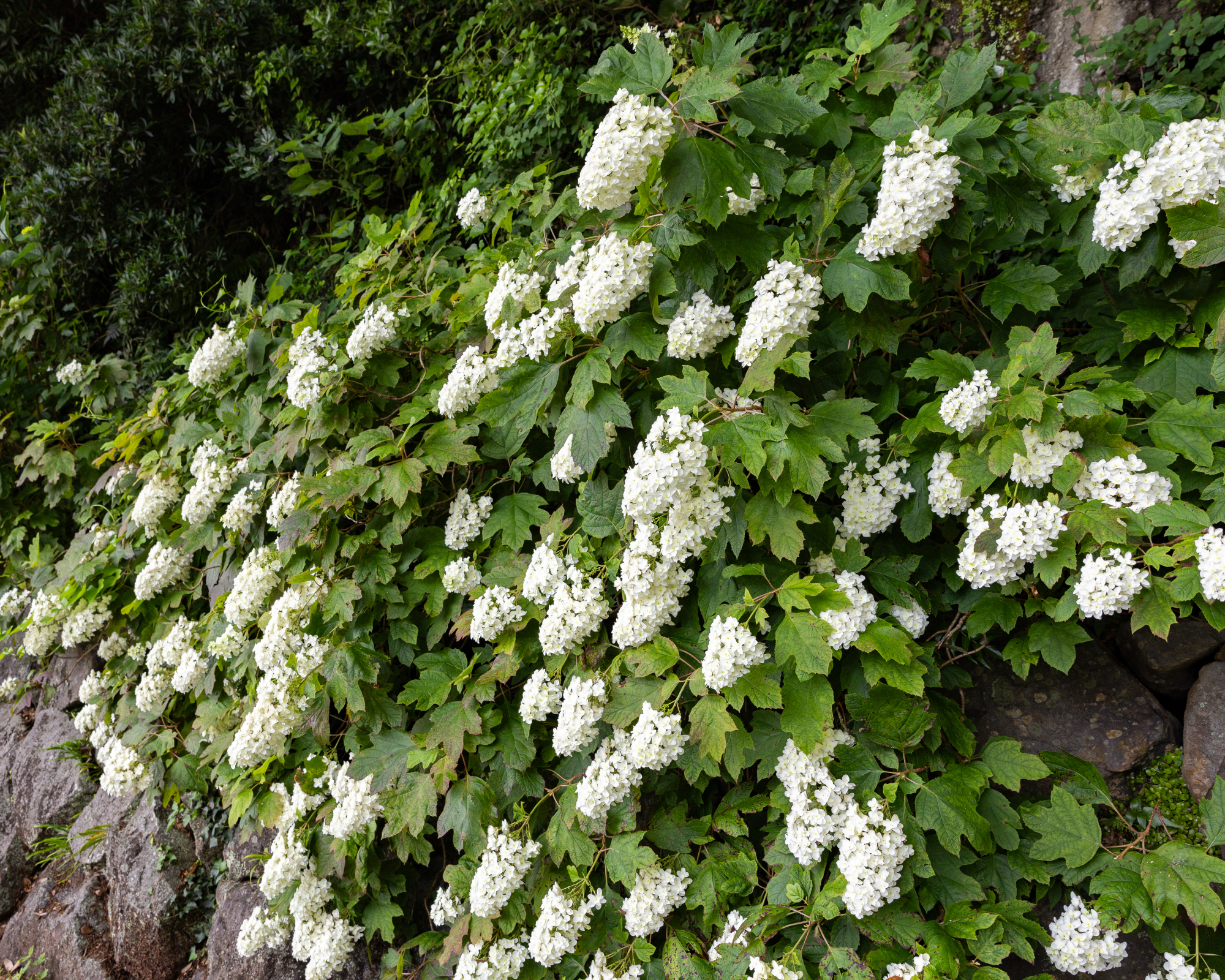Oakleaf hydrangea flowering shrub along rocks in landscape