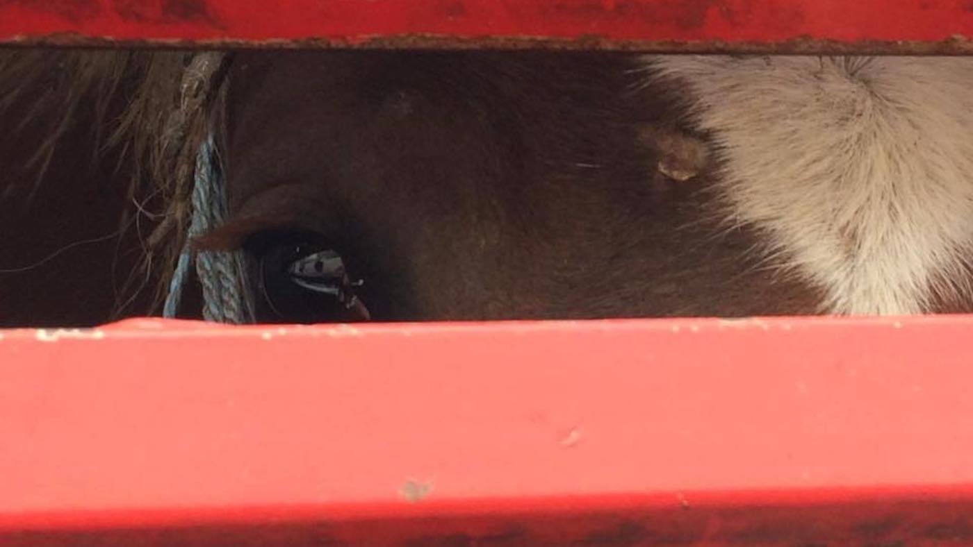 Animal Welfare (Livestock Exports) Bill passed: live export of horses for slaughter ban becomes law