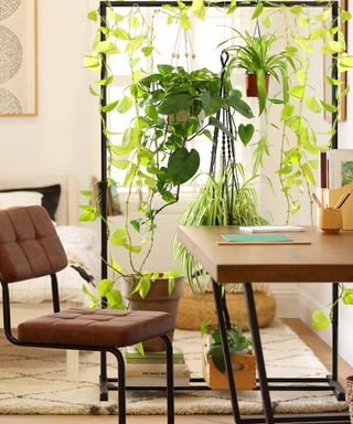DIY Plant divider idea by Furniture and Choice