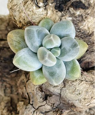 Pachyphytum