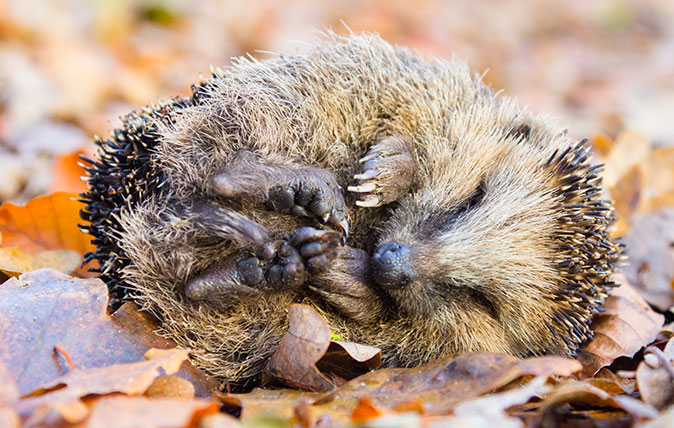 Hedgehog curled up in leaves