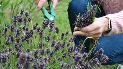 September gardening