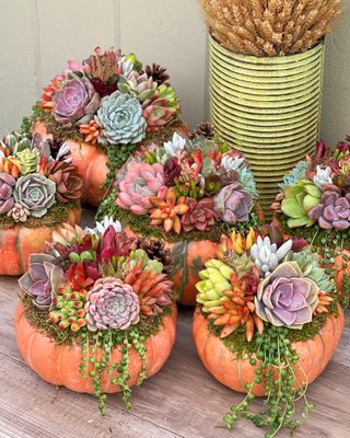 A selection of pumpkins with succulents planted on top