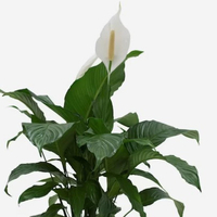 Peace Lilies: from $17 at Lowes