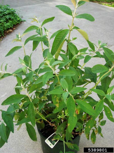 Potted Butterfly Bush Plant