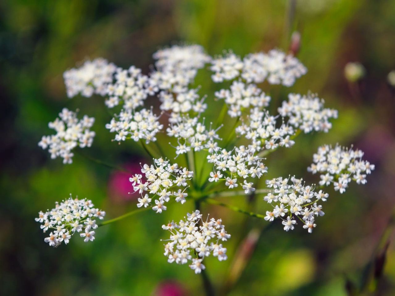 Tiny White Bunches Of Flowers