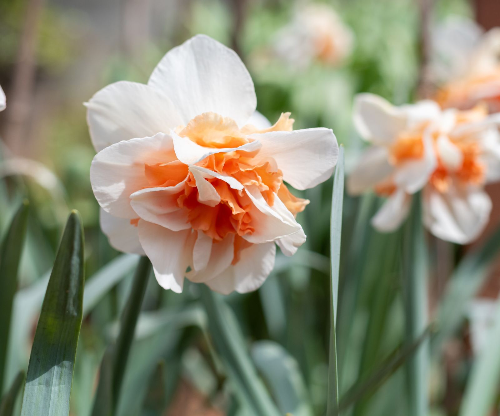 10 Best Varieties Of Narcissi Bulbs To Plant Now | Homes & Gardens