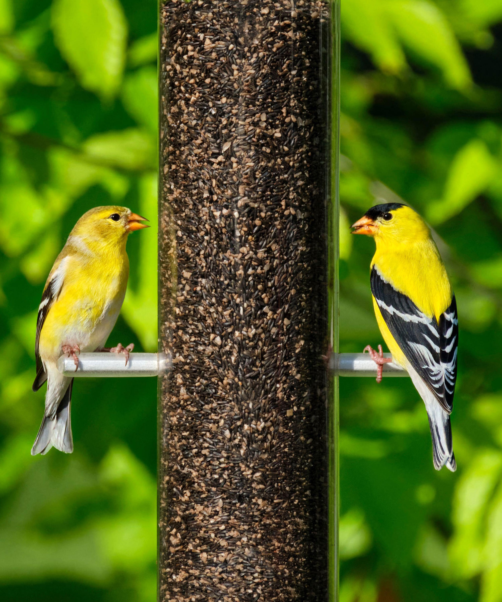 American goldfinches on clean bird feeder full of seed