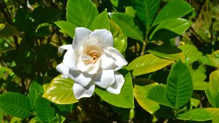 A white gardenia plant with green and yellow leaves