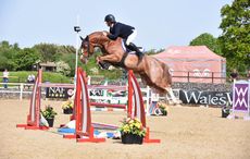 Talented young jumping stallion Escape Z