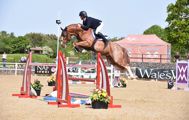 Talented young jumping stallion Escape Z