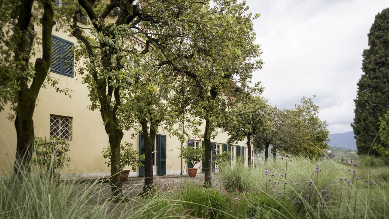 an avenue of olive trees in front of a house