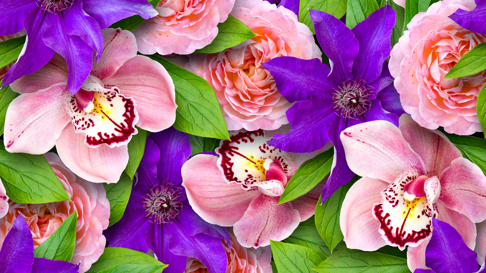 pink rose and purple clematis flowers