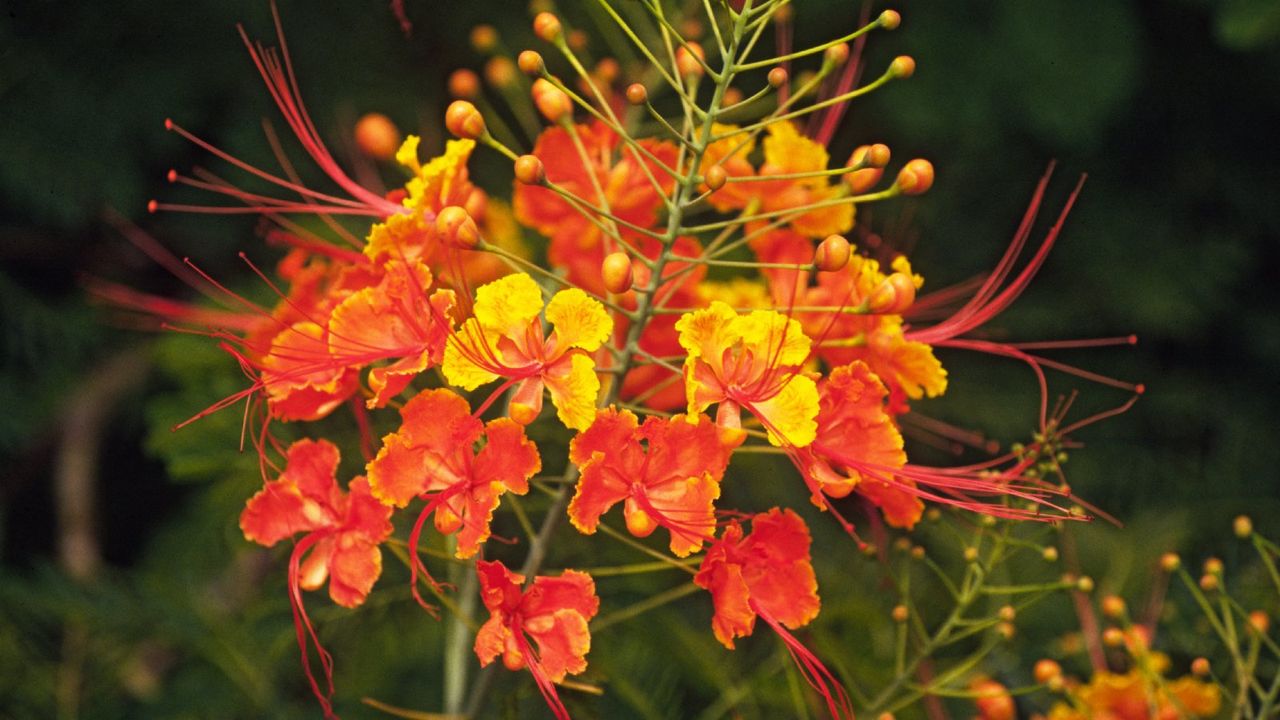 mexican bird of paradise flower