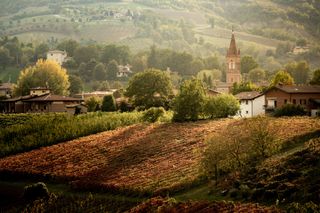 Castelvetro Modena Italy Europe Vineyards of Lambrusco Grasparossa in autumn at sunset