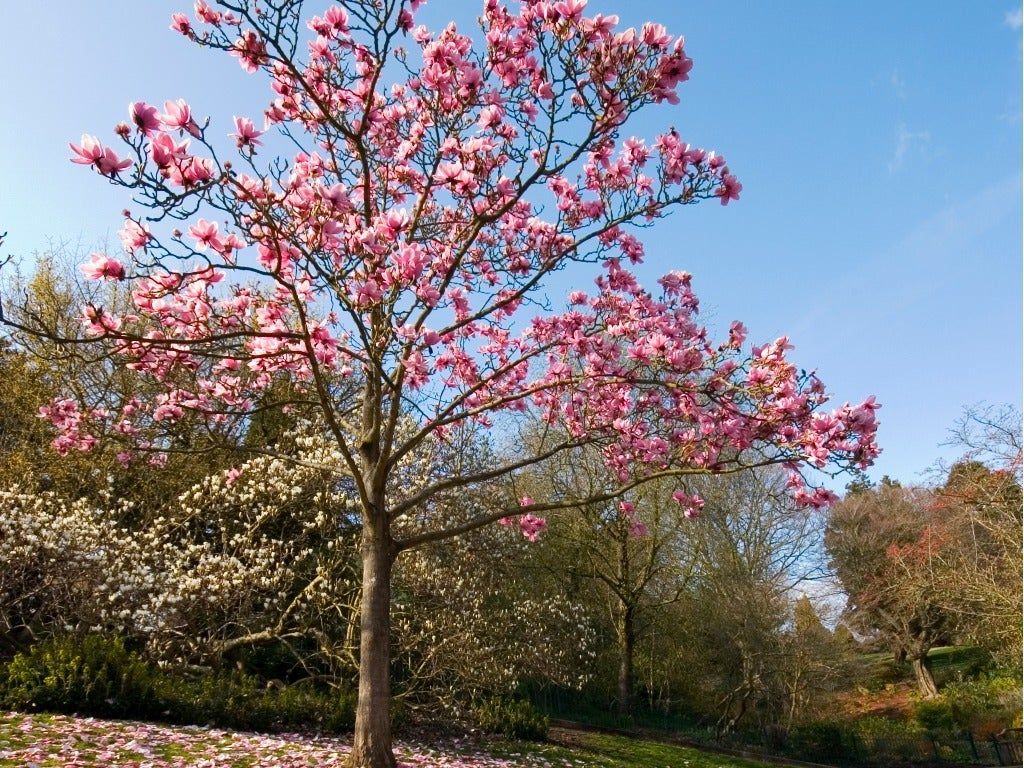 Large Magnolia Tree