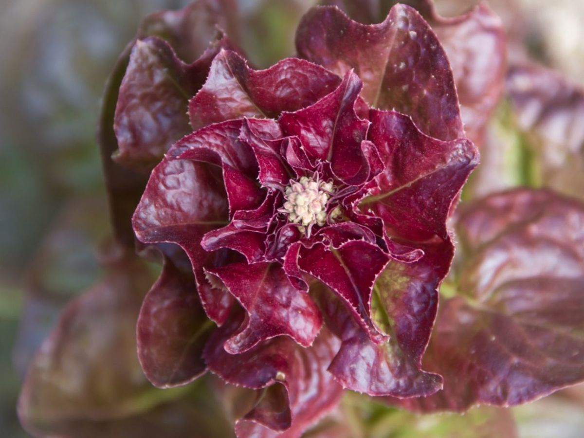Preventing Lettuce Bolt What To Do When Lettuce Is Flowering