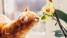  picture of ginger cat smelling a yellow orchid to support expert advice to answer are orchid plants poisonous to cats