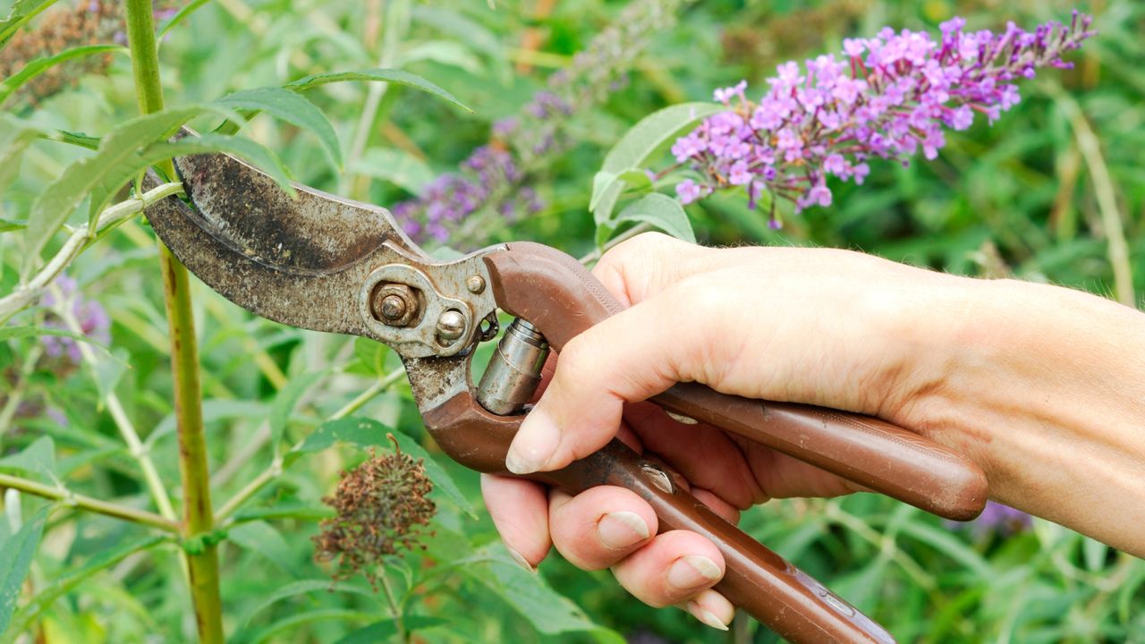 Woman&#039;s hand pruning a butterfly bush