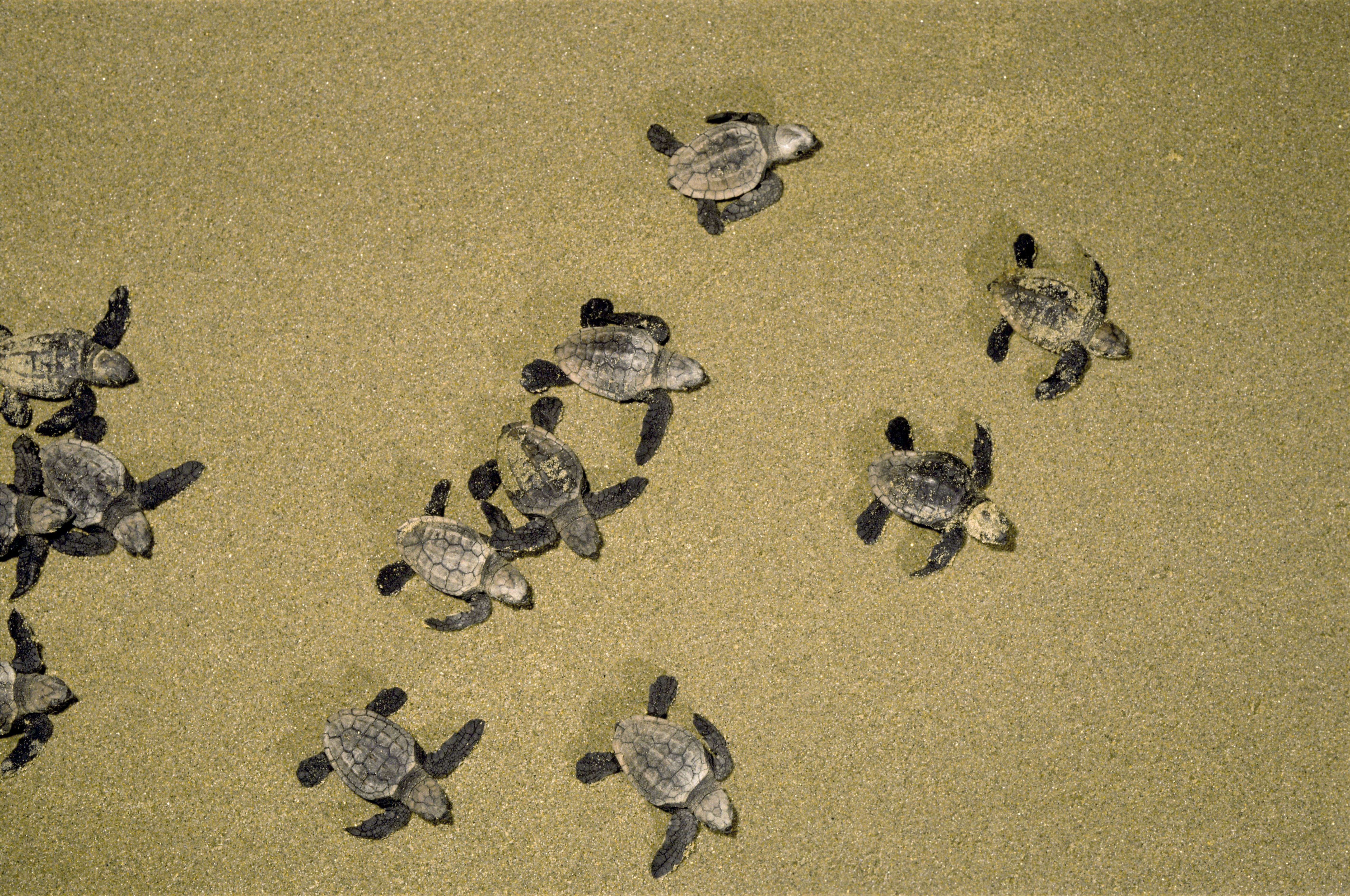 Leatherback sea turtles on the sand