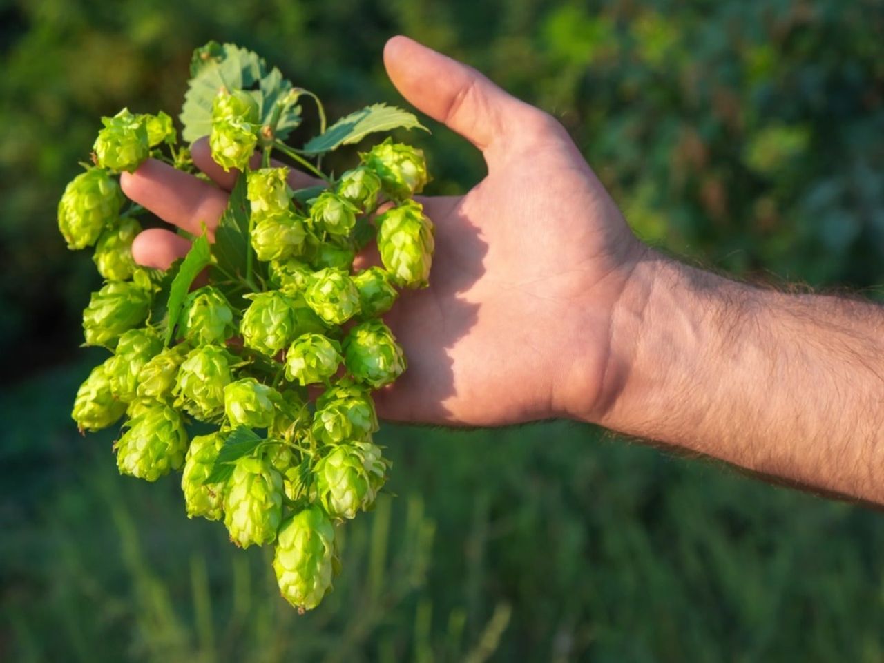 A man&#039;s hand holding freshly harvested hops