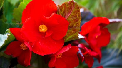 how to grow begonias