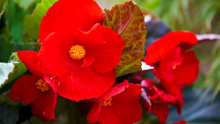 wax begonia growth rate