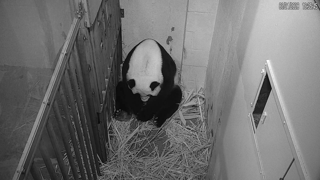 Mei Xiang.