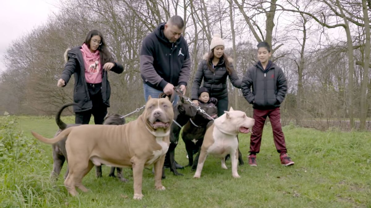 how big is a xxl american bully