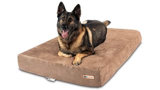 A german shepherd relaxing on the Big Barker Orthopedic Large Dog Bed