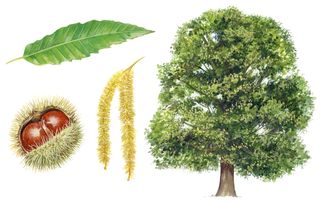 identifying british trees