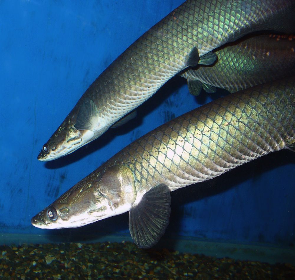 Arapaima Amazon Fish