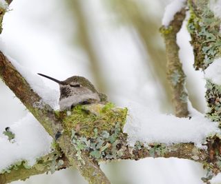 Anna's hummingbird sitting in a nest in the winter with snow on the branches