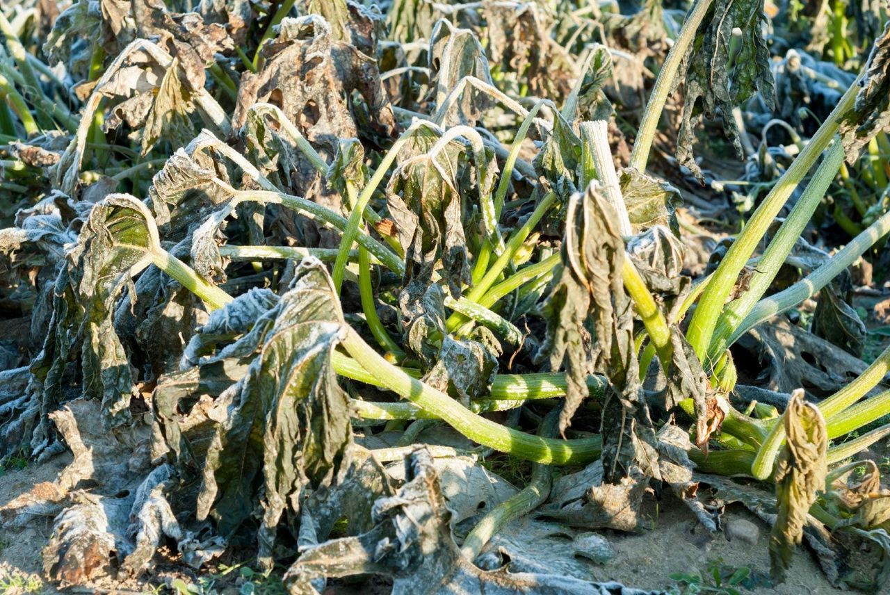 Droopy Frost Covered Plants