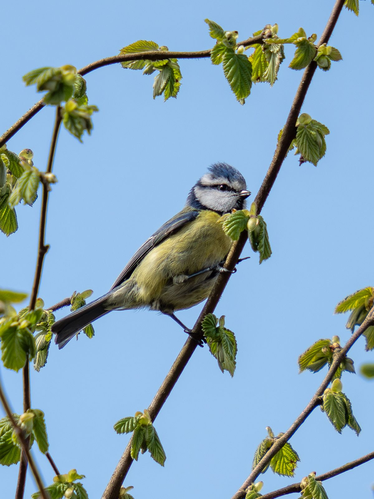 blue tit in a tree against the sky