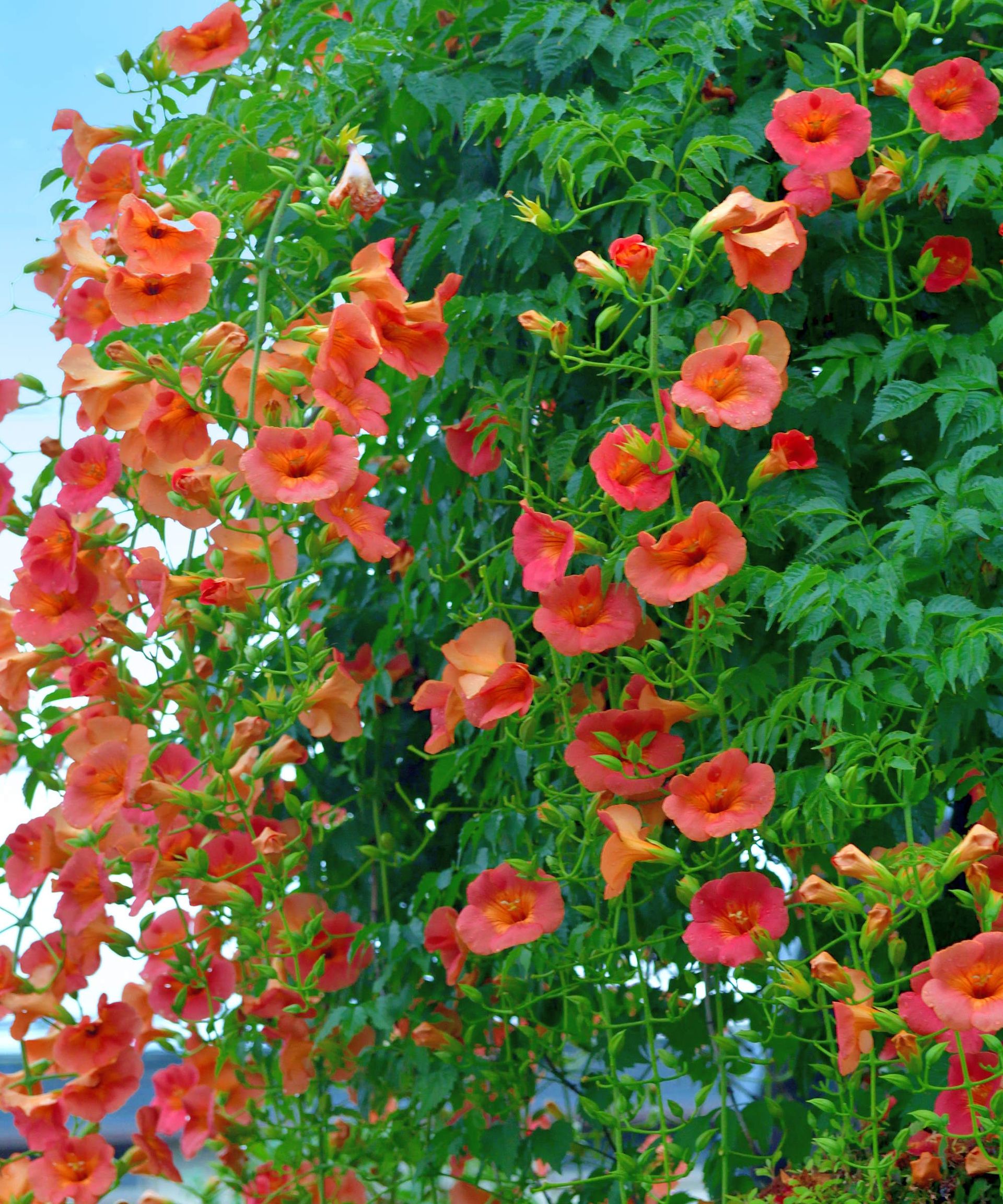 Orange trumpet flowers in bloom on a flourishing trumpet vine