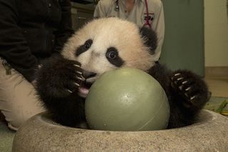 The baby panda during his exam on Dec. 27, 2012