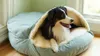 Snoozer Luxury Cozy Cave Pet Bed