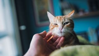 Owner stroking ginger cat under its chin