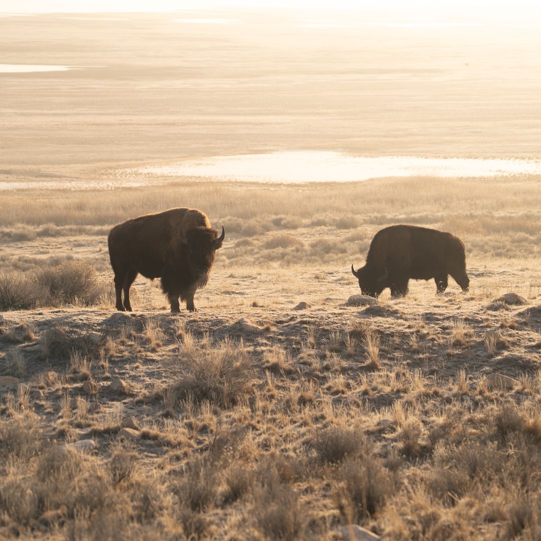 A sample image from the PolarPro Porta