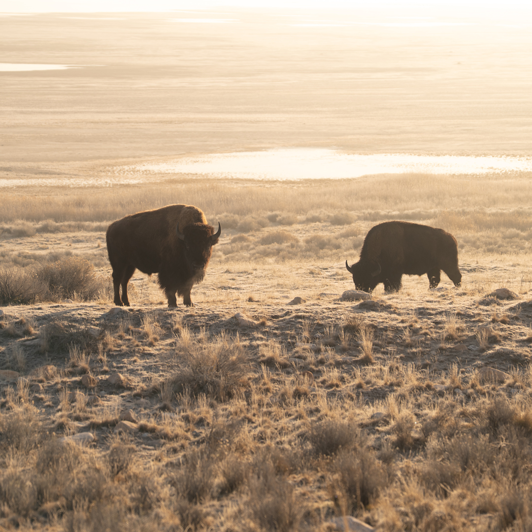 A sample image from the PolarPro Porta 