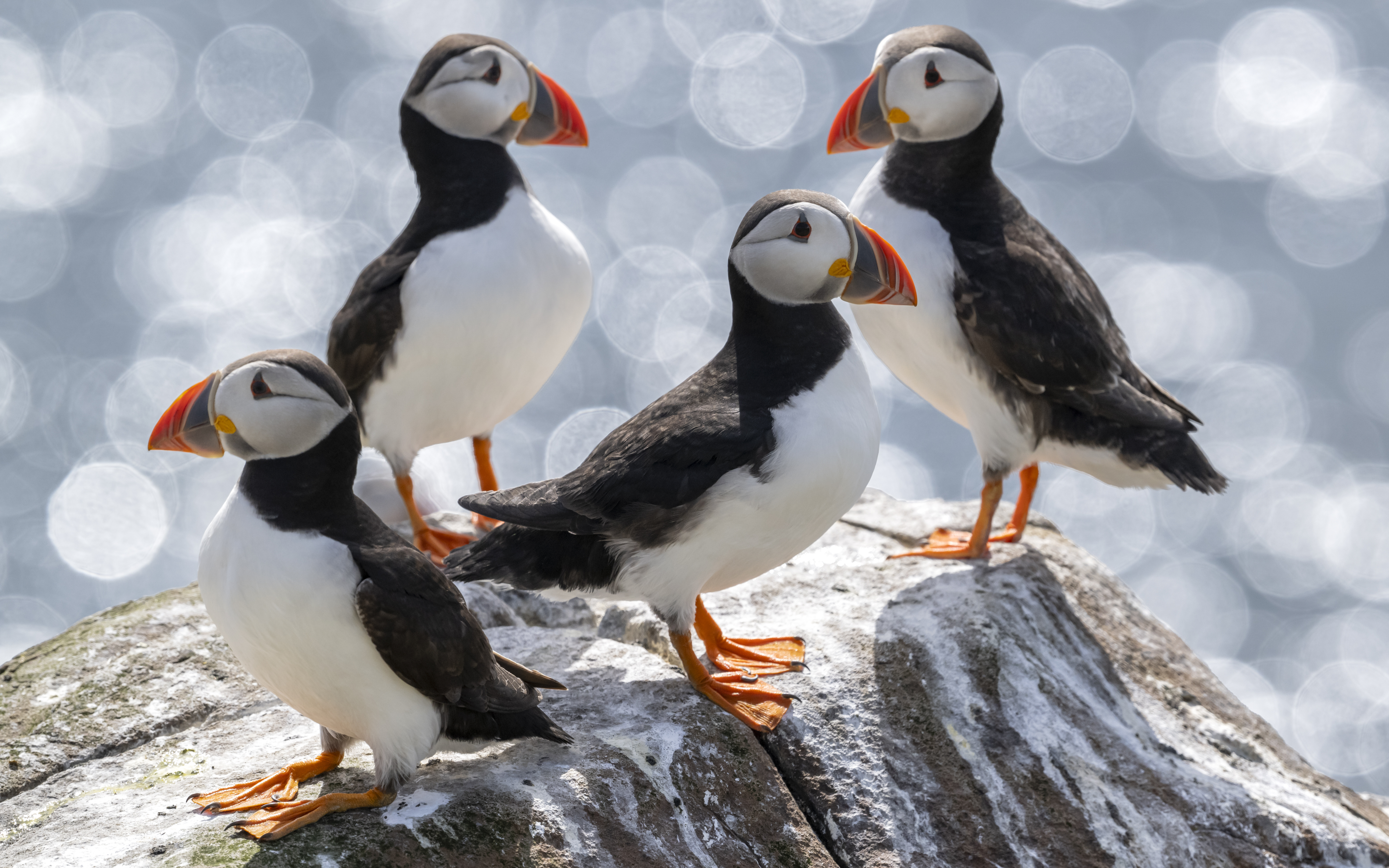 Puffins on the Farne Islands.