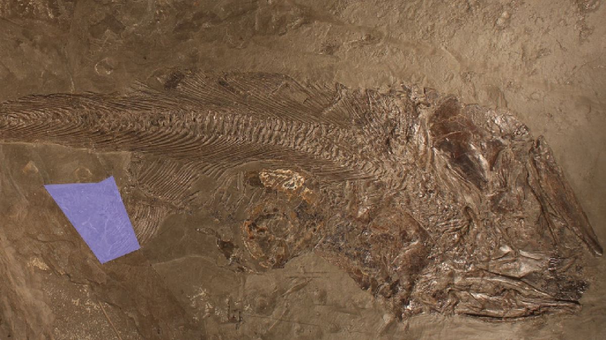 Like swallowing a dinner plate': 180 million-year-old fish may have choked  to death on its supersized supper | Live Science