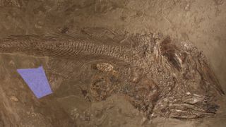 A fossilized fish that died after eating a huge ammonite.
