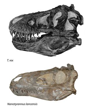 A skull belonging to either Nanotyrannus or a juvenile T. rex compared to a the skull of an adult T. rex.
