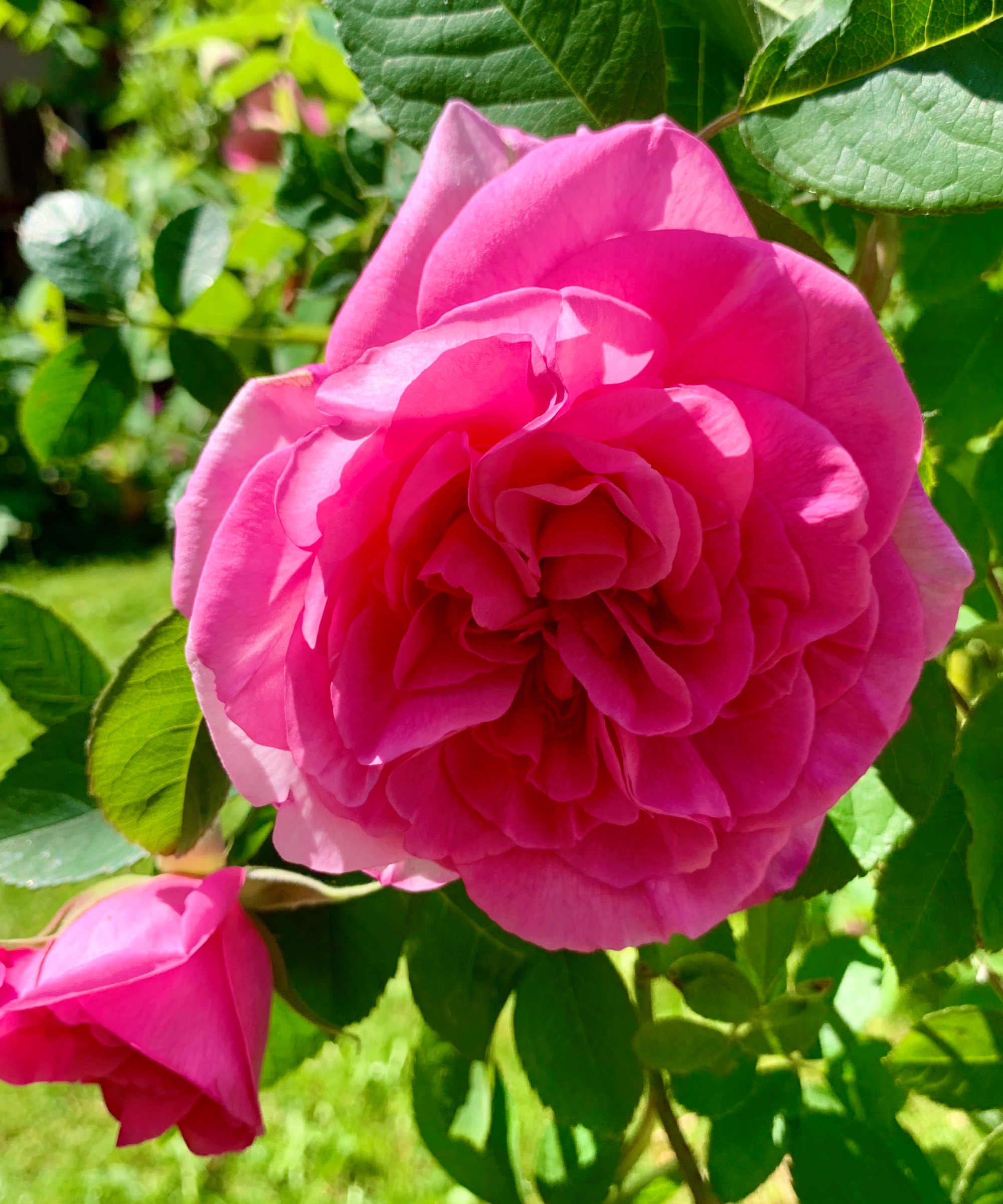 pink Gertrude Jekyll rose growing in a garden
