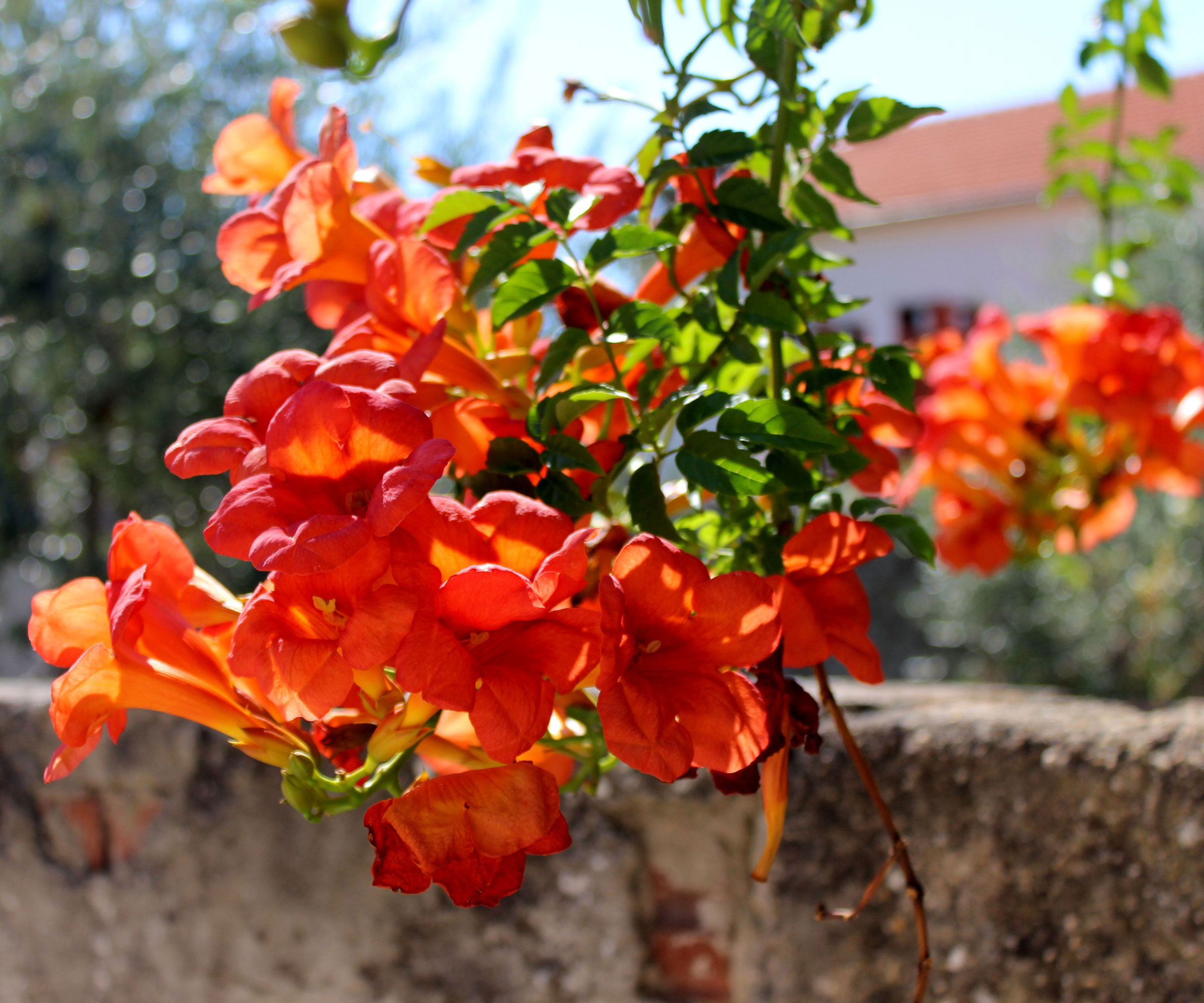 bright orange flowers of Tecoma 'Orange Jubilee'