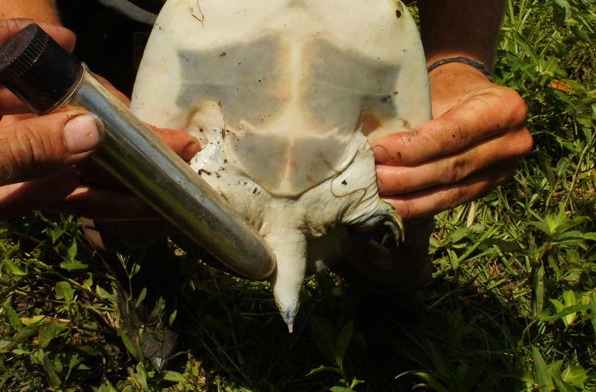 For Some Turtles, Science Is a Real Turn-On | Live Science