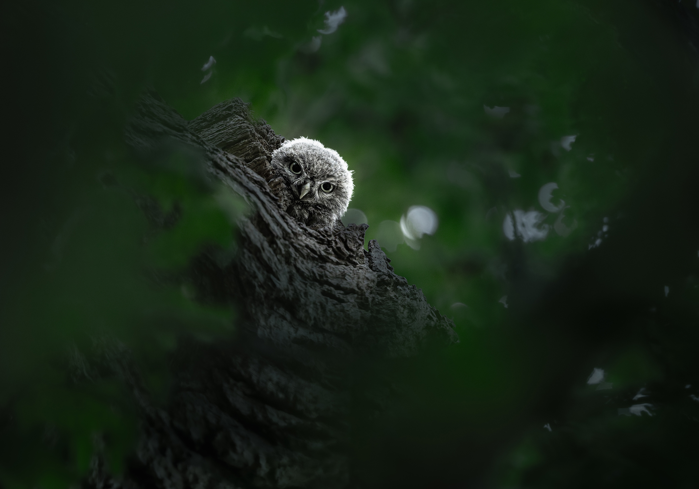 A fluffy owl peeks over a tree branch in a dark forest. The dim, green foliage surrounds the owl